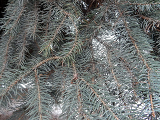 coniferous branches of a blue Himalayan evergreen christmas tree