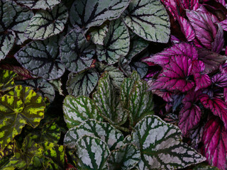 Multi-colored begonia leaves of different types - obrazy, fototapety, plakaty