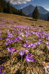 Fototapeta premium Spring in Tatry Mountains in Poland. Crocuses in meadows and snow in mountains.