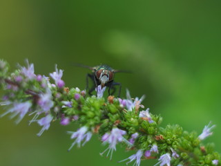 Mouche macro sur fleur de menthe