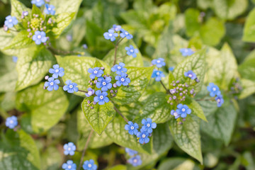 Branches of small blue flowers