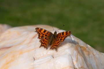 Beautiful bright butterfly is on the granite stone closeup