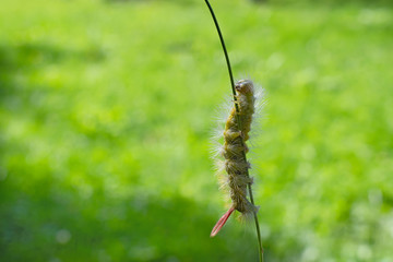 Green shaggy caterpillar