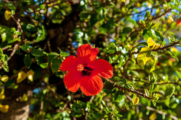The red hibiscus on green leaves background