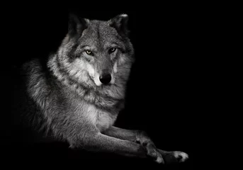 Poster Evaluating look. wolf female lies beautifully on the ground, imposingly lies. Powerful graceful animal Black background discolored but yellow eyes © Mikhail Semenov