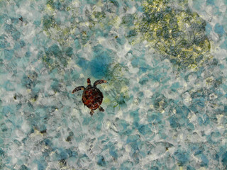 sea turtle swimming in the ocean