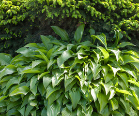 Fototapeta premium Fir tree and hosta in the spring garden