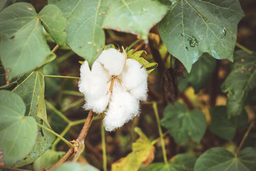 cotton bolls on plants in the field.