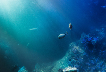 Obraz na płótnie Canvas fish underwater