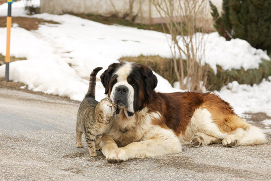 Katze schmust Bernhardiner Hund auf Strasse