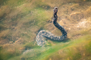 Acrochordus Arafurae Northern Australian Aquatic File Snake 