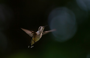 Juvenile male ruby-throated hummingbird isolated on black background hovering in flight © Jim Cumming