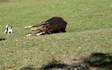 Das Leben ist schön. Pferd wälzt sich im Gras