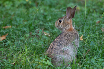 Naklejka na ściany i meble Rabbit in a spring meadow in Canada