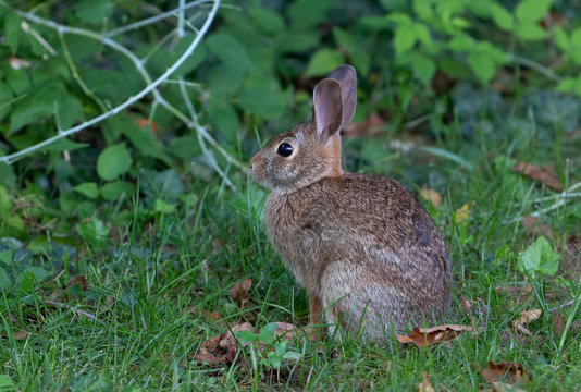 Rabbit in a spring meadow in Canada