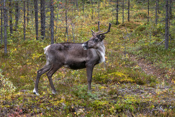 Obraz na płótnie Canvas Rentier, Rangifer tarandus, Reindeer