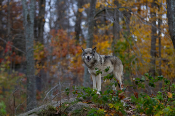 A lone Timber wolf or Grey Wolf Canis lupus standing on top of a rock looks back on an autumn rainy day in Canada