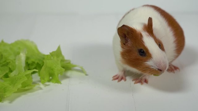 Closeup view of cute home pet guinea pig of two month old eating green salad leaves with appetite. Real time 4k video footage.