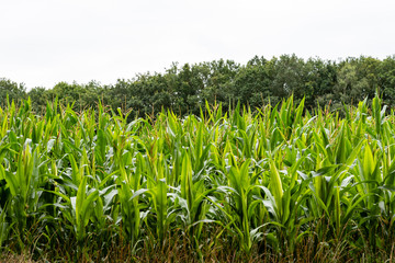 Close up of corn field in the countryside