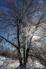 The branching tree is covered with hoarfrost is lit with the winter sun. Winter landscape