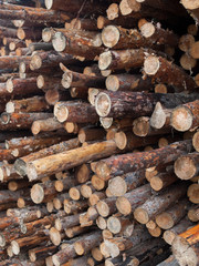 Pile of logs. Woodpile.