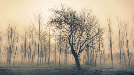 Obraz na płótnie Canvas Silueta de un árbol entre la niebla