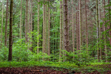 Woodland area of Granitz with European beech, Fagus sylvatica, and sessile oak, Quercus petraea in Rugen Island