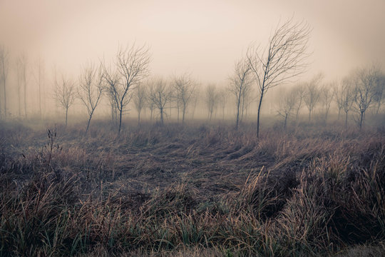 Pasto ondulante con árboles al fondo entre la niebla