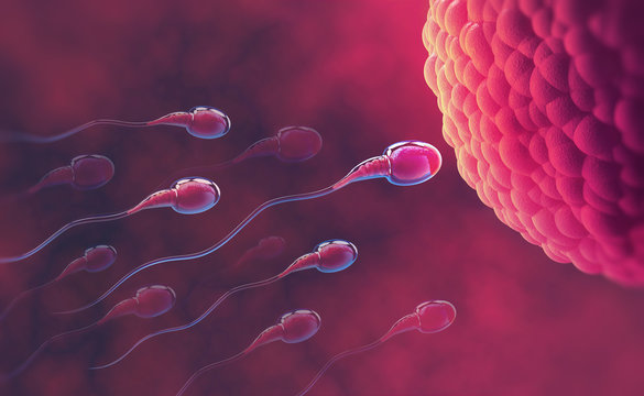 Sperm and egg cell. Under the microscope. Embryology. Natural fertilization. 3d illustration on red background