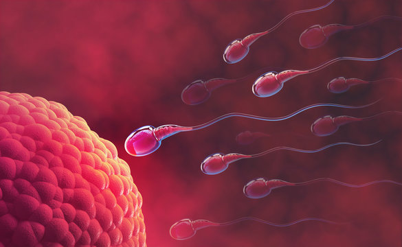 Sperm and egg cell. Under the microscope. Embryology. Natural fertilization. 3d illustration on red background