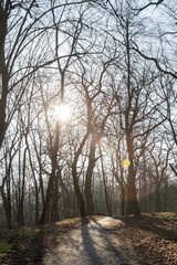 The path in a spring forest