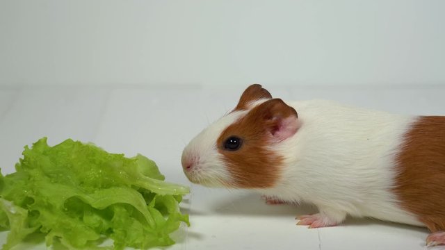 Closeup view of cute home pet guinea pig of two month old eating green salad leaves with appetite. Real time 4k video footage.