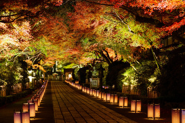 紅葉した石山寺のライトアップ