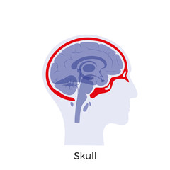 Vector isolated illustration of Skull