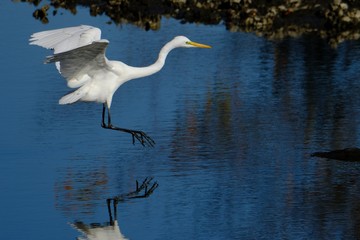 egret in flight