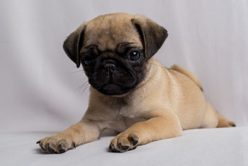 Pug