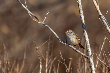 Small Sparrow