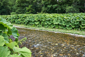 北海道　螺湾ブキ