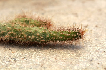 Cactus