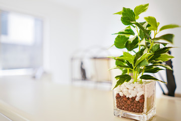 キッチンカウンターに飾られた観葉植物