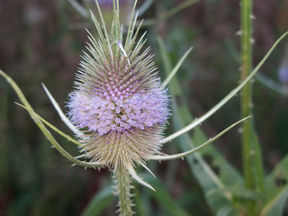 Dipsacus fullonum