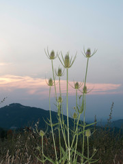 Obraz premium Dipsacus fullonum