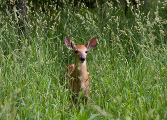 White-tailed deer fawn walking through the tall grass in Ottawa, Canada