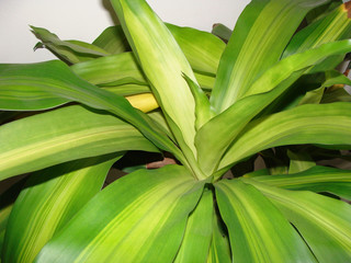 Dracaena fragrans