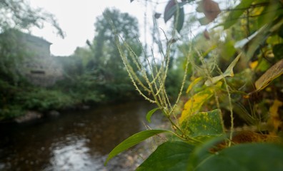 Flore, France, Auvergne