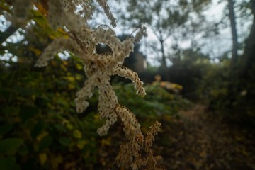 Flore, Auvergne, France, Nature