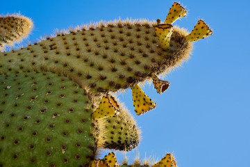 Kaktus mit seinen Stacheln und Ableger vor dem blauen Hintergrund des Himmels