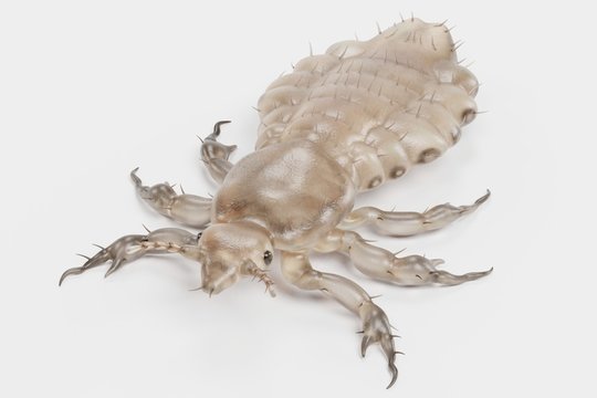 Realistic 3d Render of Head Louse - Female