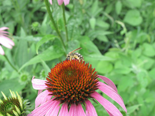 Echinacea purpurea