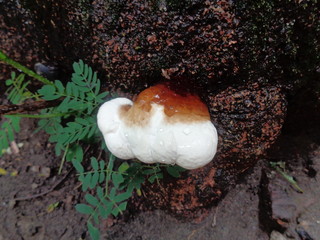 Ganoderma applanatum with natural background